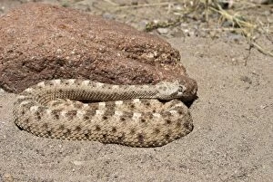 Images Dated 4th May 2007: Sidewinder Resting against rock in desert. Arizona USA