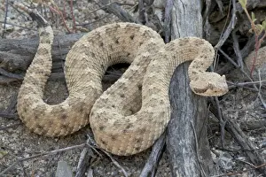Sidewinders Prints: Sidewinder - Sonoran desert - Arizona - USA