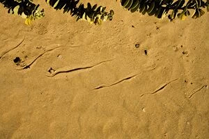 Images Dated 10th May 2007: Sidewinding Tracks Made by the Peringueyis Adder Namib Desert, Namibia, Africa