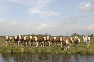 Images Dated 21st September 2007: Siementhaler cow Curious herd The Netherlands, Overijssel, Nature reserve ´De Wieden´