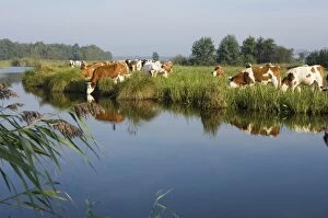 Images Dated 23rd September 2007: Siementhaler cow - Drinking