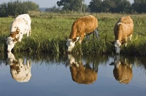 Images Dated 23rd September 2007: Siementhaler cow - Drinking