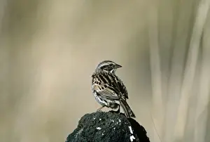 Sierra Madre Sparrow - La Cima - D. Federal - Mexico