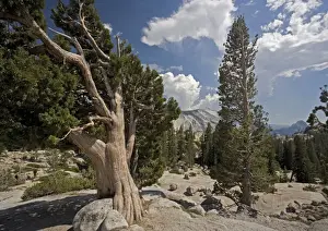 Sierra Prints: Sierra / Western Juniper - at 8000 ft on granite Yosemite National Park, USA