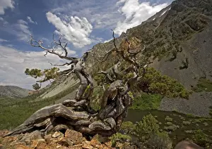 Sierra Prints: Sierra / Western Juniper - very old. Lundy Valley, Sierra Nevada
