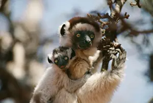 Madagascan Prints: Sifaka AW 3780 With young on back © Adrian Warren / ARDEA LONDON