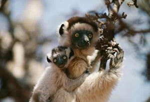 Sifakas Gallery: SIFAKA - with young on back