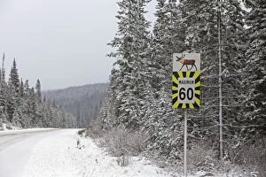 Images Dated 18th November 2009: Sign - by road warning of Caribou crossing