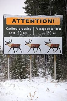 Images Dated 18th November 2009: Sign - warning of Caribou crossing