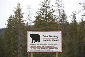 Signs Prints: Sign - warning to stay in your car if Bears are encountered