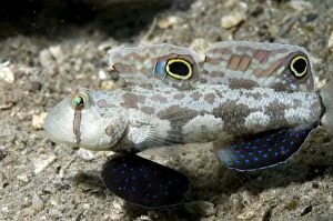 Images Dated 28th December 2006: Signal Goby