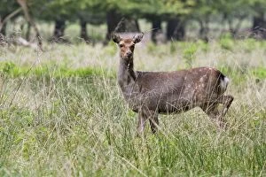 Sika Deer - female