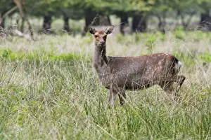 Sika Deer - female