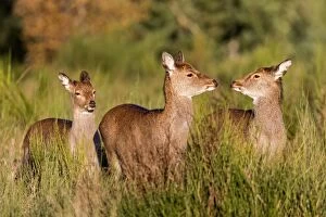 Images Dated 4th December 2012: Sika Deer - female and young standing in grass