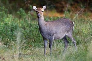 Images Dated 17th October 2011: Sika Deer - hind in woodland clearing - Seeland - Denmark
