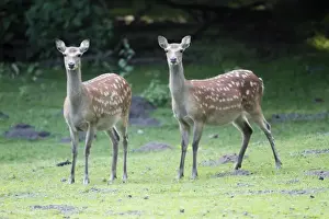 Does Prints: Sika Deer - two hinds alert on meadow - Lower Saxony - Germany