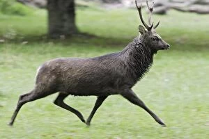 Sika Deer - male