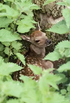 Sika Deer - through nettles