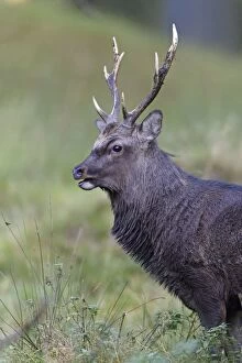 Images Dated 17th October 2011: Sika Deer - portrait of stag during the rut - Seeland - Denmark