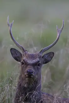 Even Toed Ungulate Prints: Sika Deer stag portraet 08, S-E Arndt