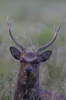 Images Dated 16th October 2018: Sika Deer - stag portrait - Danmark Date: 16-Oct-18