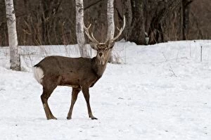 Sika Deer - standing in snow