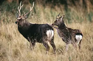 Uk Alien Prints: Sika-Deer - young Stag provoking old Stag