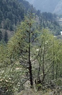 Images Dated 1st February 2007: Sikkim Larch Nepal