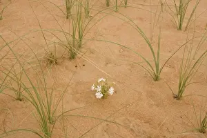 Silene flower - growing in sand dune - Abu Dhabi - United Arab Emirates