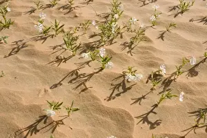 Silene flowers - growing in sand dune - Abu Dhabi - United Arab Emirates
