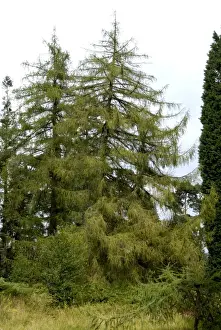 Larches Prints: Silesian / European Larch - The National Pinetum, Bedgebury, Kent, UK. August