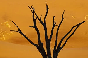 Silhouette of dead tree against sand dune