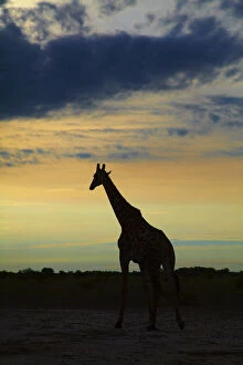 Silhouette of Giraffe (Giraffa camelopardalis)