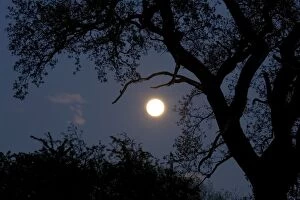 Images Dated 23rd April 2005: Silhouette of old oak tree at night - Backlit by new moon UK