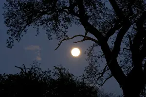 Moon Prints: Silhouette of old oak tree at night - Backlit by new moon UK