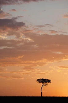 Backlit Gallery: Silhouette of tree on plain, Masai Mara