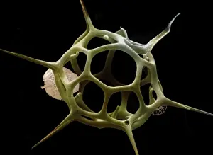 Microscopic Prints: Silicoflagellate