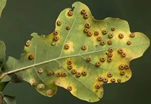 Images Dated 1st October 2008: Silk Button Gall Wasp - Cynips - Galls