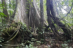 Images Dated 9th February 2007: Silk-cotton Tree - in tropical rainforest Central Suriname Nature Reserve South America