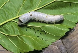 Images Dated 7th September 2006: Silk Moth Caterpillar