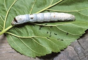 Bombyx Gallery: Silk Moth Caterpillar - silk culture