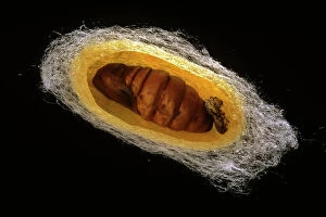 Lepidoptera Collection: Silk Moth - cross section of cocoon