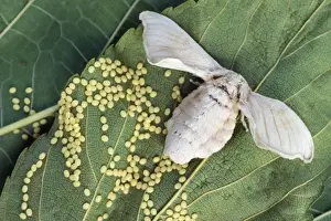 Eggs Prints: Silk Moth - laying eggs