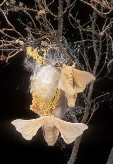 Images Dated 17th December 2004: Silk Moth Male & female at cocoon with eggs