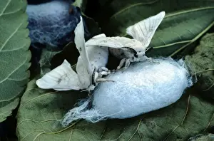 Silk Moth - pair mating