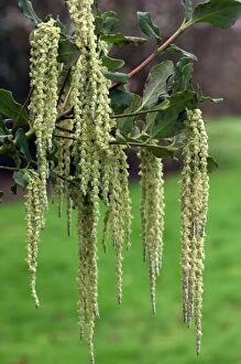 Silk-tassel Bush - Silver-green catkins composed of tiny flowers on this male plant