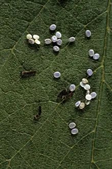 Hatching Prints: Silkworm Larvae - hatching