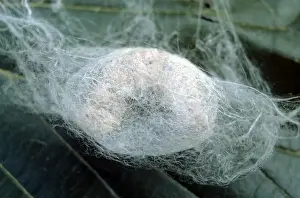 Larva Prints: Silkworm Larvae - spinning cocoon