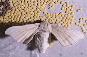 Caterpillar Gallery: Silkworm moth, Bombyx mori. Adult moth with eggs