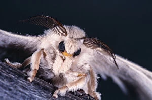 Silkworm moth, Bombyx mori, head detail. Although